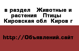  в раздел : Животные и растения » Птицы . Кировская обл.,Киров г.